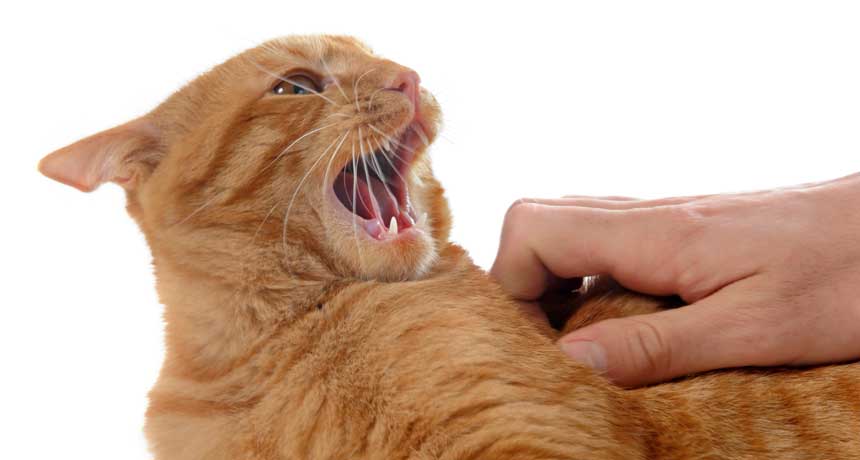 Агрессивное поведение кошки, как ответная реакция на ласку