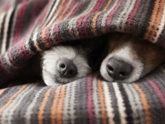 Ученые рассказали, сколько собакам нужно спать