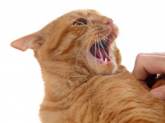 Агрессивное поведение кошки, как ответная реакция на ласку